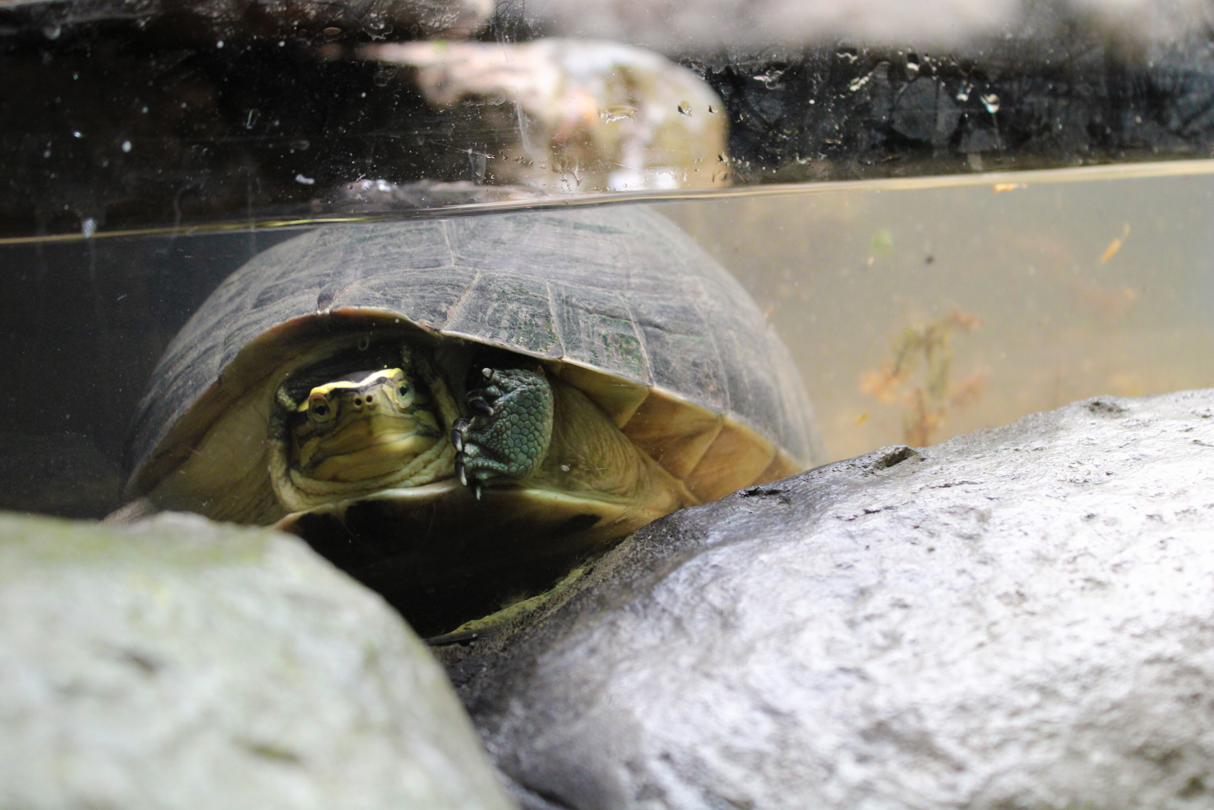 Southeast Asian Turtle