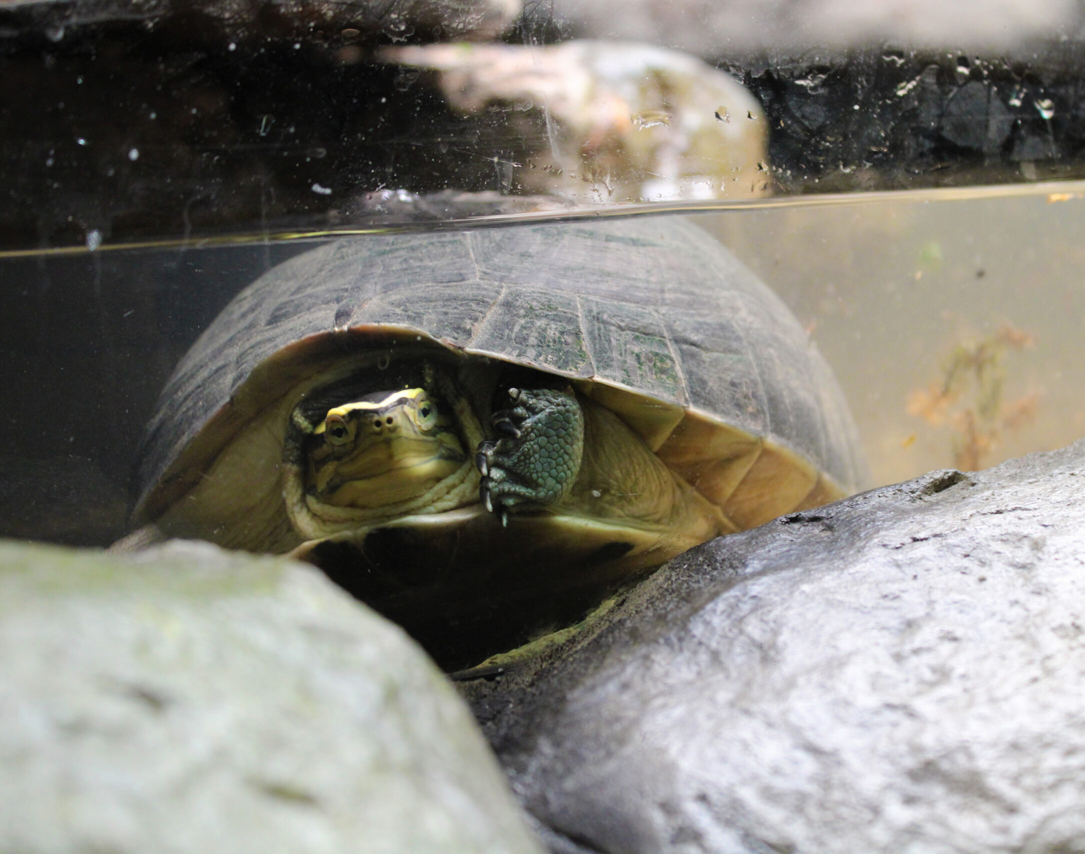 Southeast Asian Box Turtle