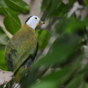 See Black-naped Fruit Dove