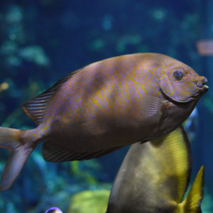 See Goldspotted Spinefoot