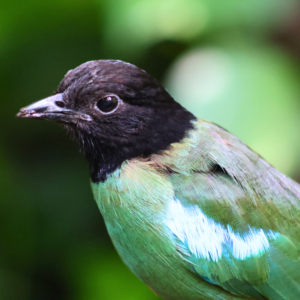 See Hooded Pitta