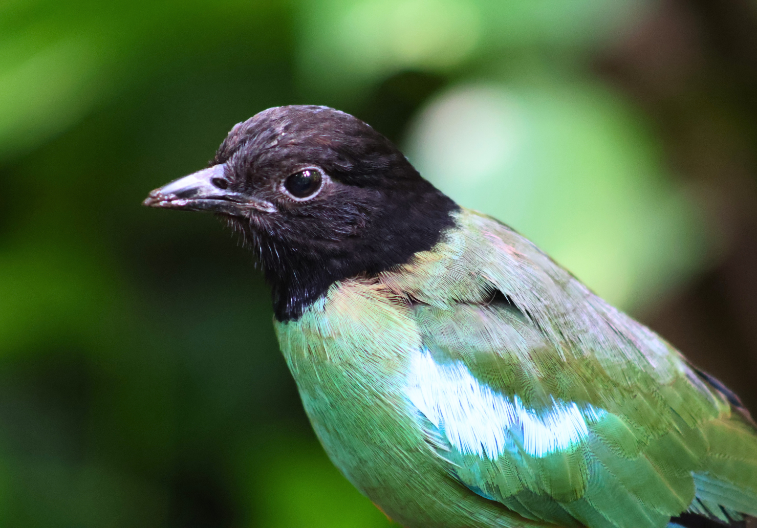 Hooded Pitta 2