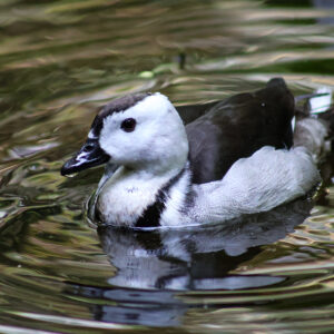 See Indian Pygmy Goose