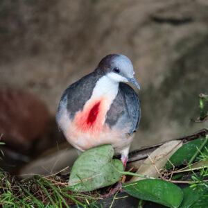 See Bleeding Heart Dove