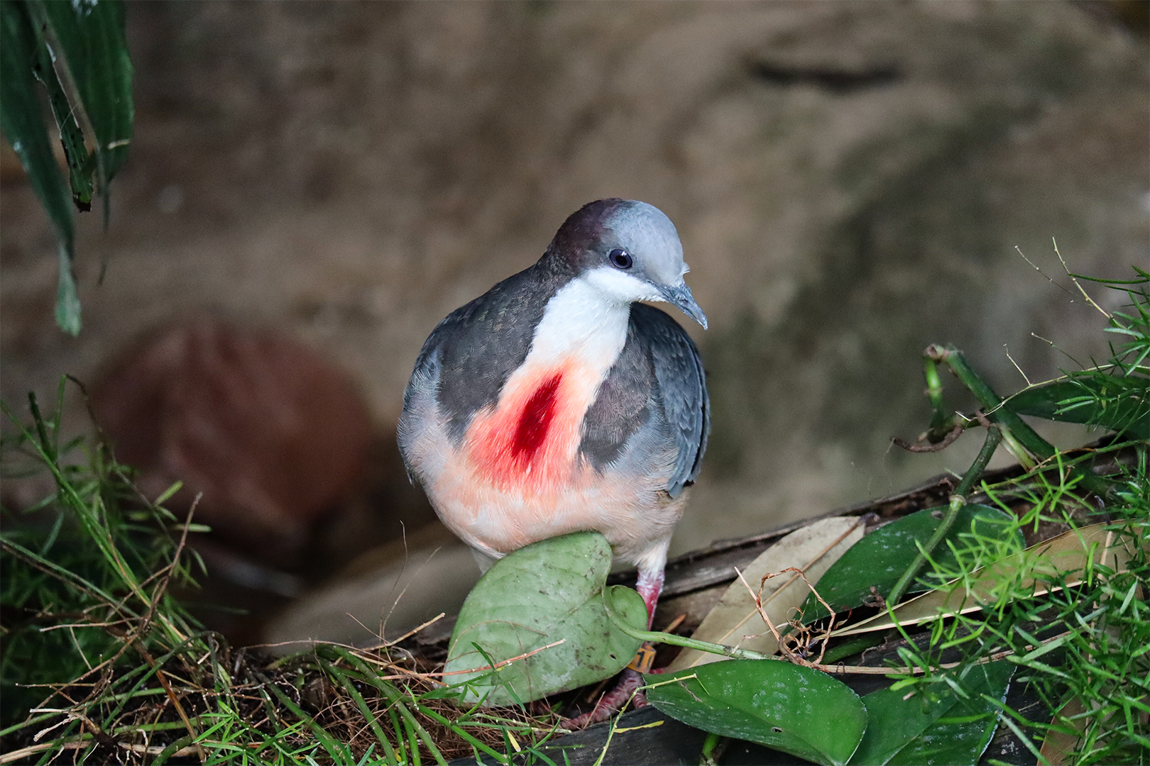 Bleeding Heart Dove