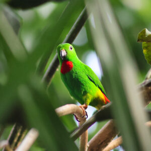 See Blue-crowned Hanging Parrot