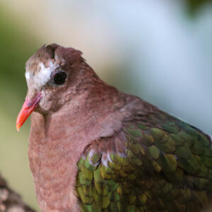 See Grey-capped Emerald Dove