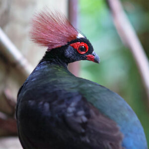See Crested Wood Partridge