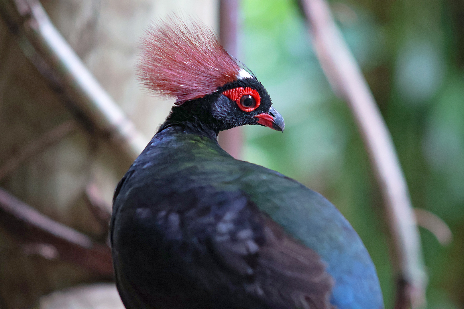 Crested Wood Partridge