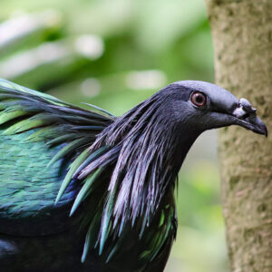 See Nicobar Pigeon