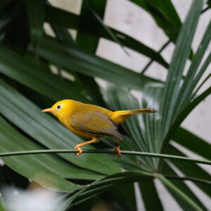 See Golden White Eye