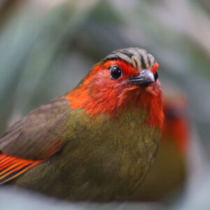 See Scarlet-faced Liocichla