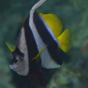 See Pennant Coralfish