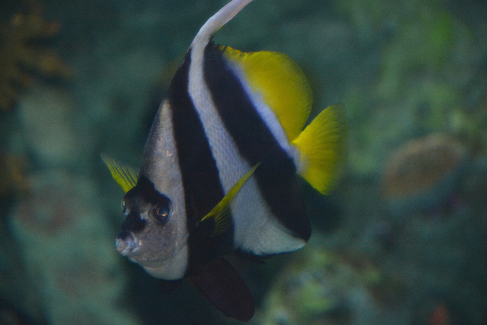 Pennant Coralfish