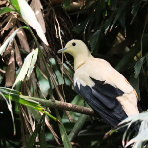 See Pied Imperial Pigeon