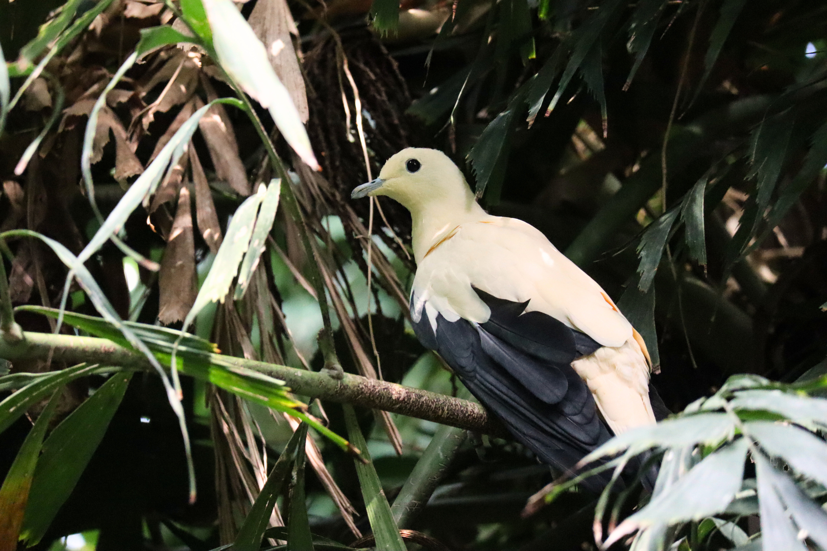 Pied Imperial Pigeon