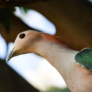 See Green Imperial Pigeon