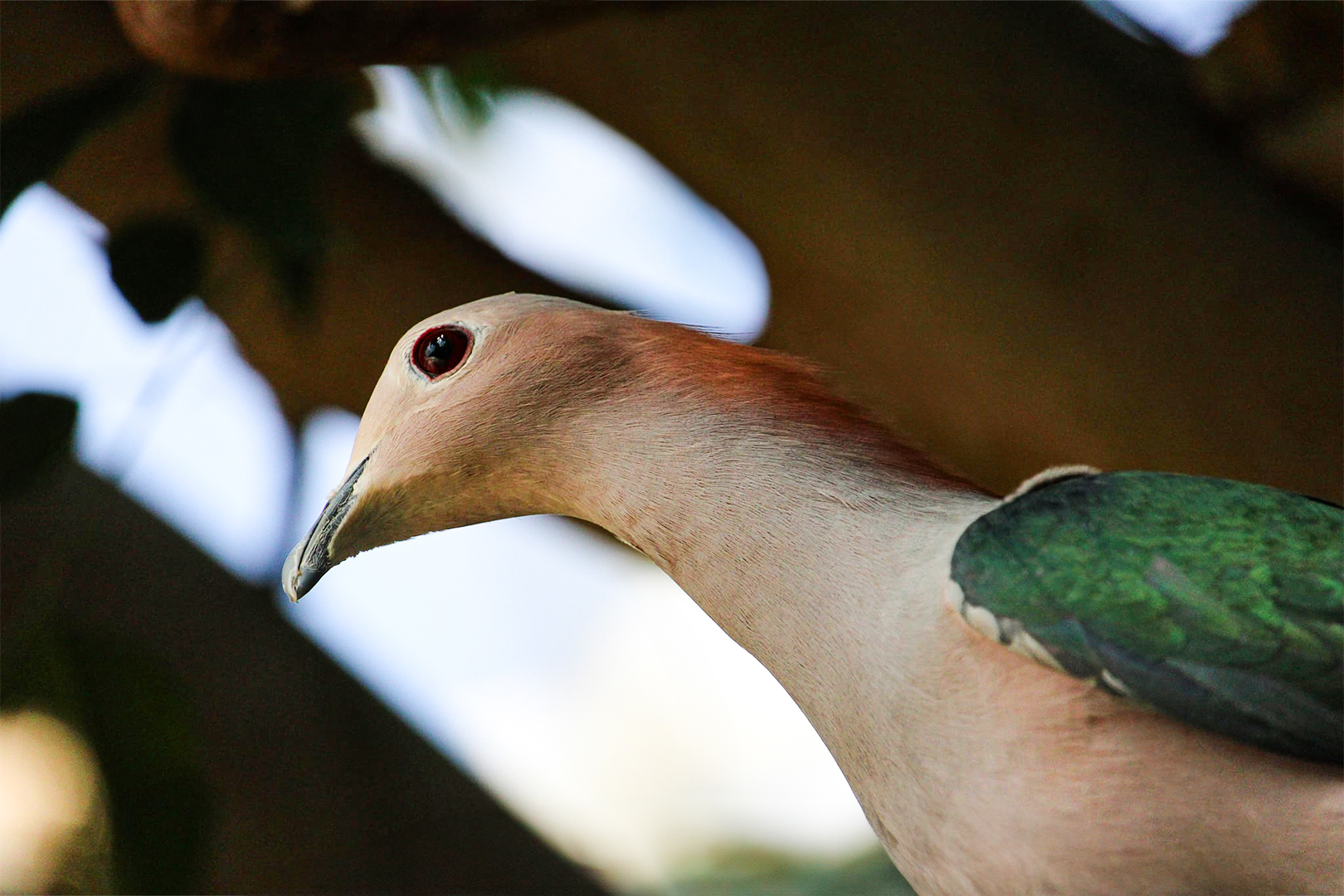 Green Imperial Pigeon