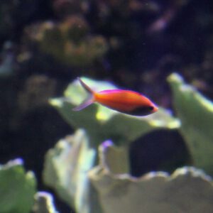See Peach Fairy Basslet