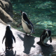 African Penguin SAFE (3)