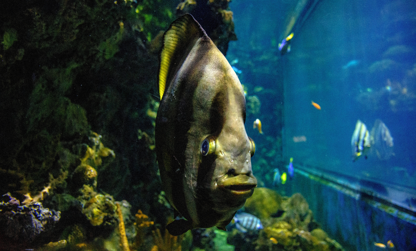 Orbiculate Batfish