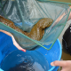 Help The Hellbender (4)