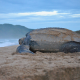 Leatherback Trust (2)