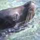 Pacific Marine Mammal Center