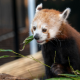 Red Panda Network (4)