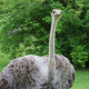 Sahara Conservation Fund Ostrich Project (3)