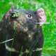 Save The Tasmanian Devil Program (3)