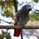 World Parrot Trust (3)