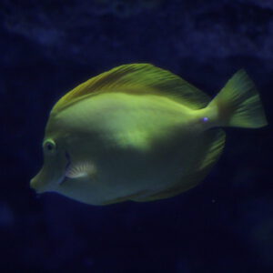 Yellow Tang (4)