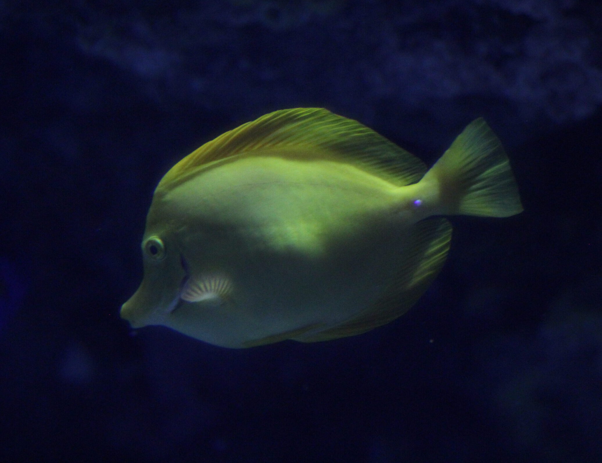 Yellow Tang