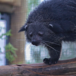 See Binturong