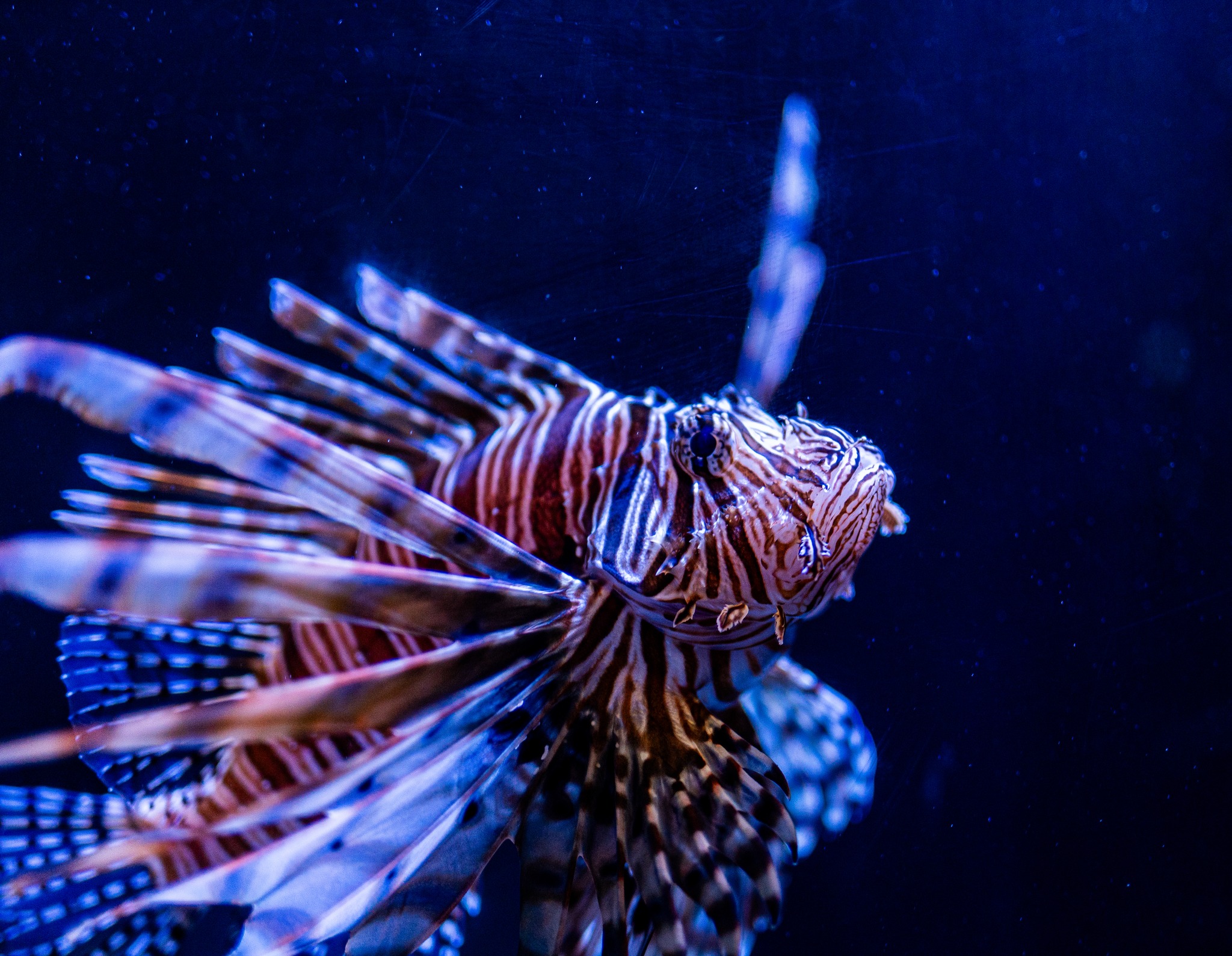 Lionfish