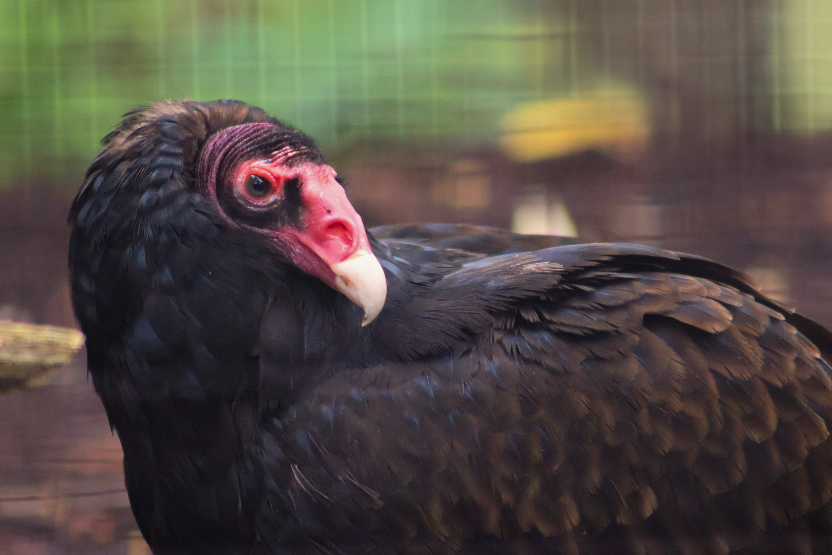 Turkey Vulture