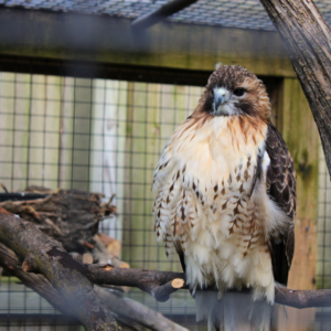 Red Tailed Hawk 1