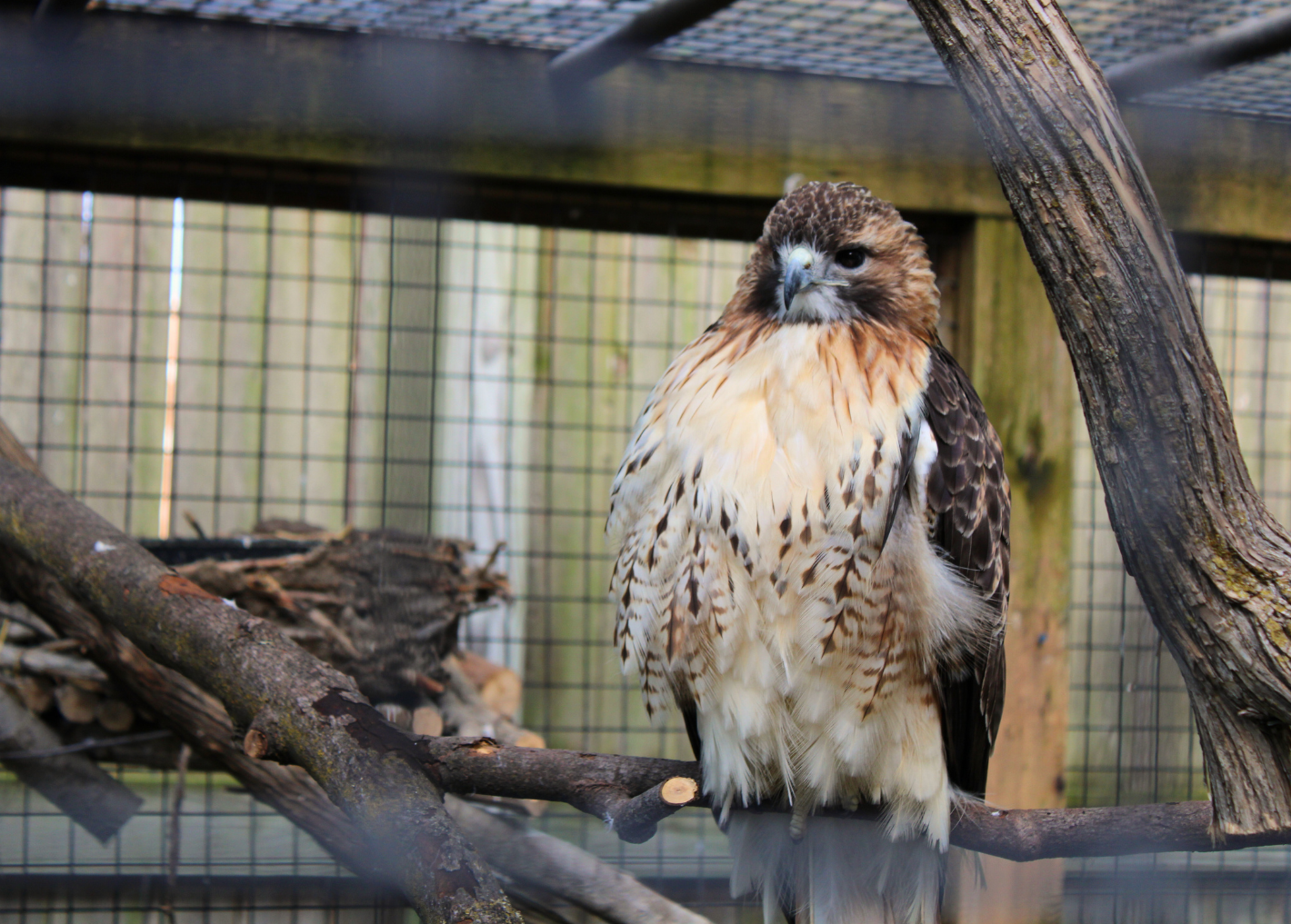 Red-tailed Hawk