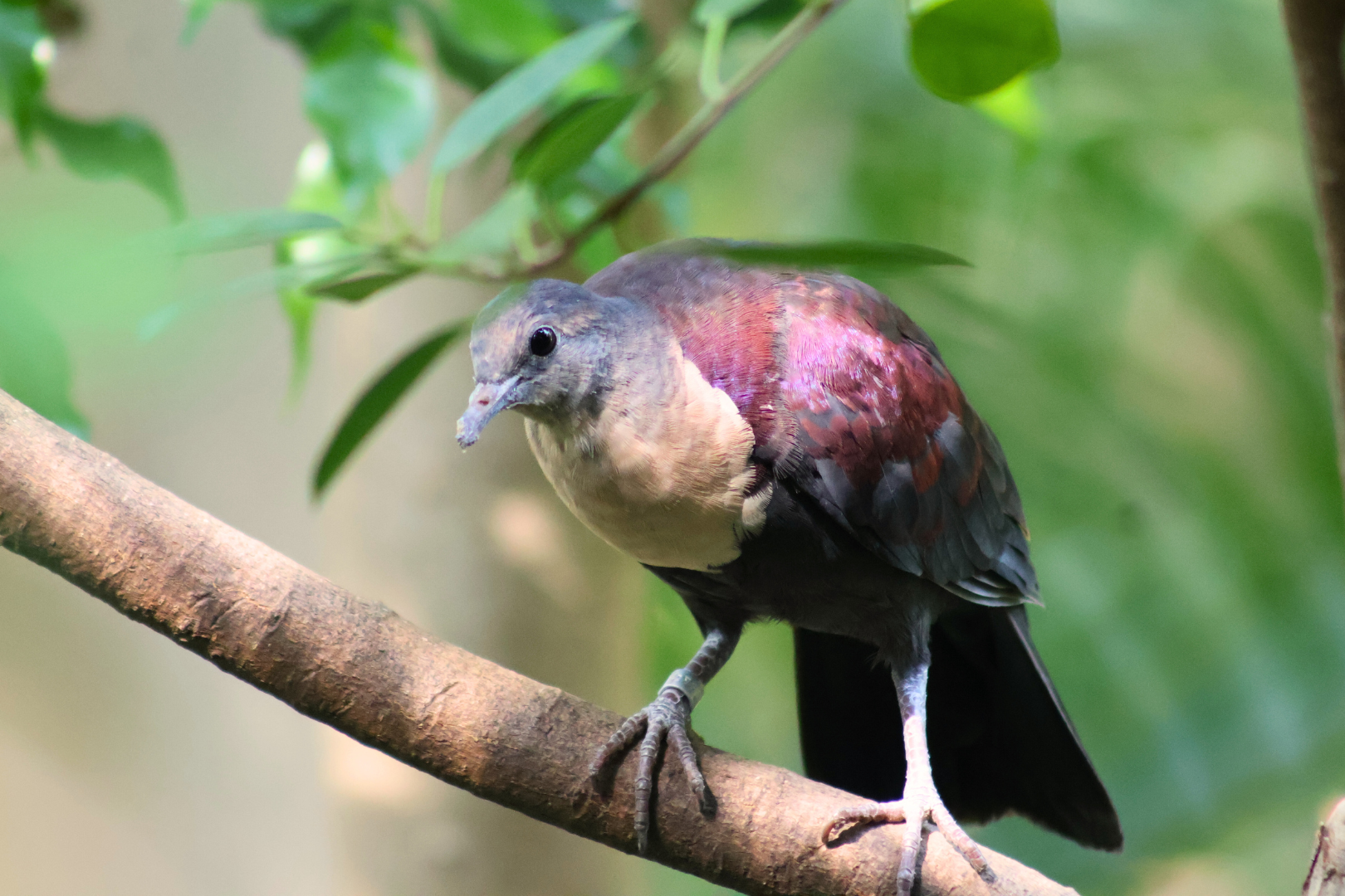 White-throated Ground Dove