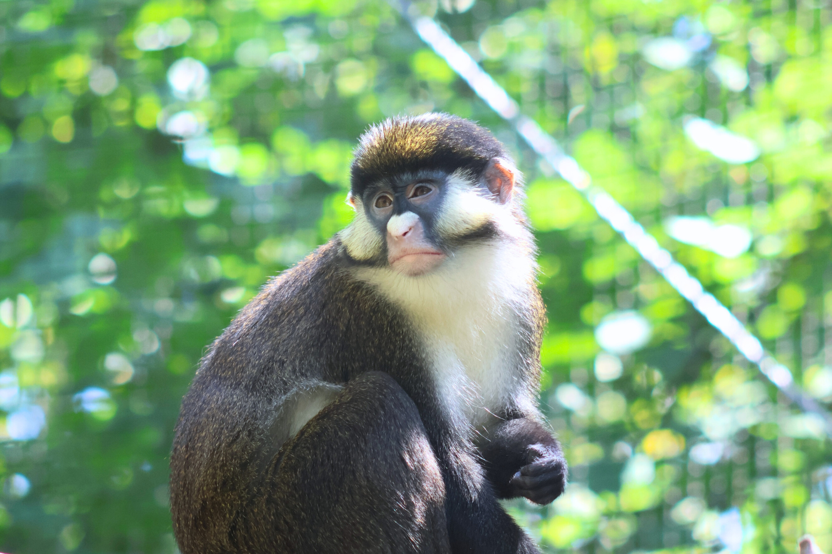 Schmidt's Red-tailed Monkey