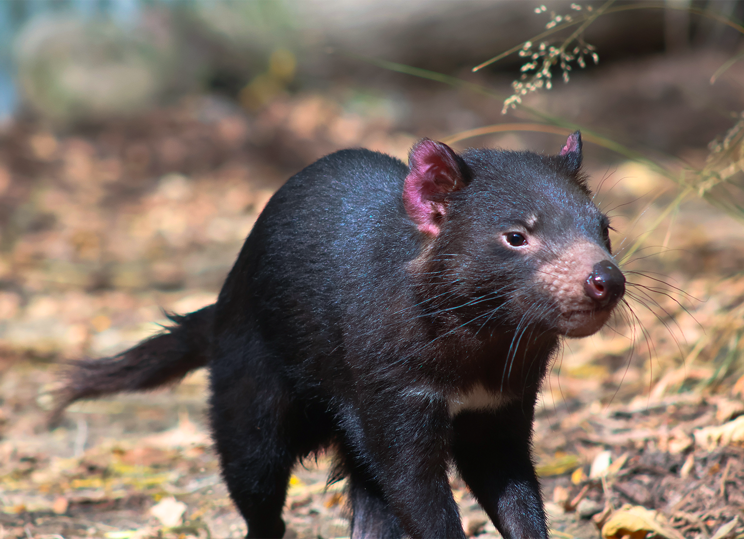 Tasmanian Devil