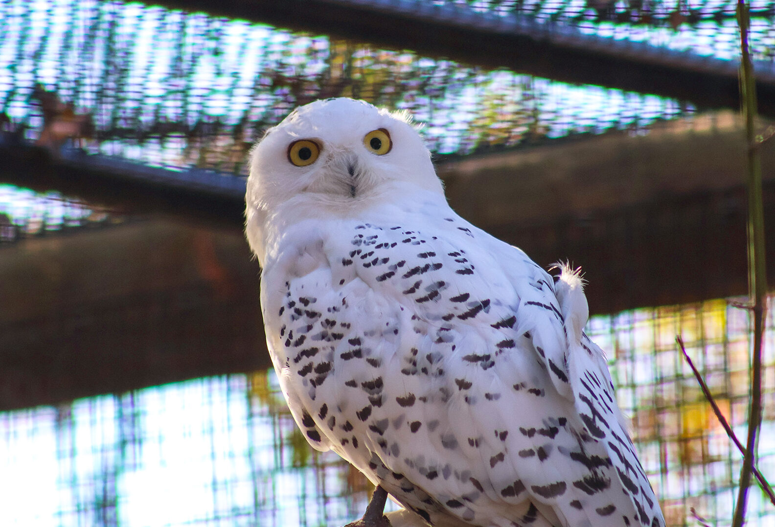 Snowy Owl