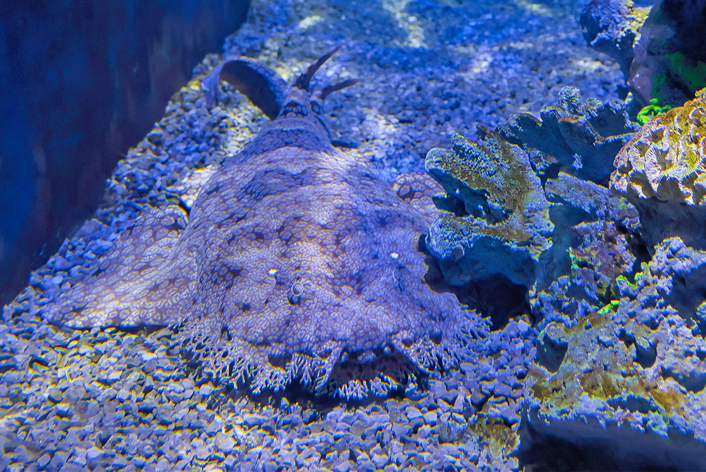 Tasselled Wobbegong