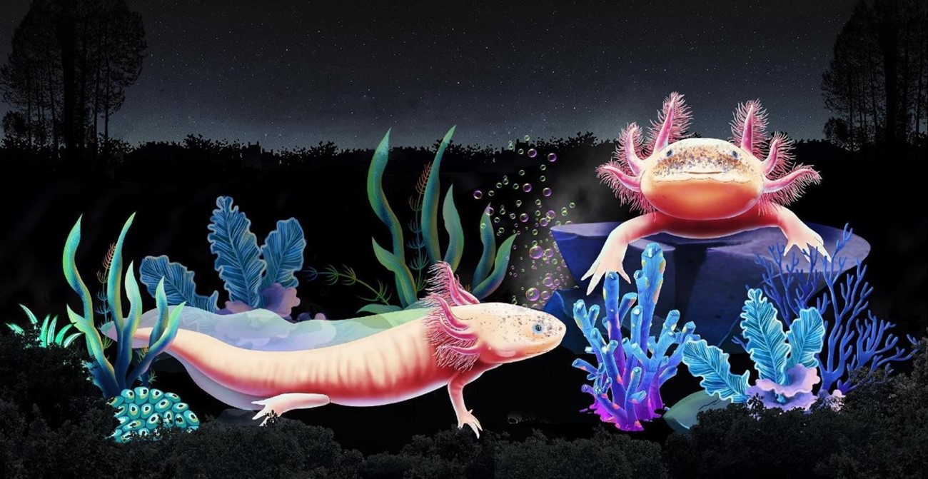 glo-wild-at-the-fort-wayne-zoo-events-fort-wayne-zoo