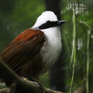 See White-crested Laughing Thrush