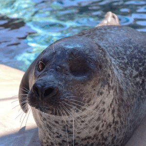 See Harbor Seal