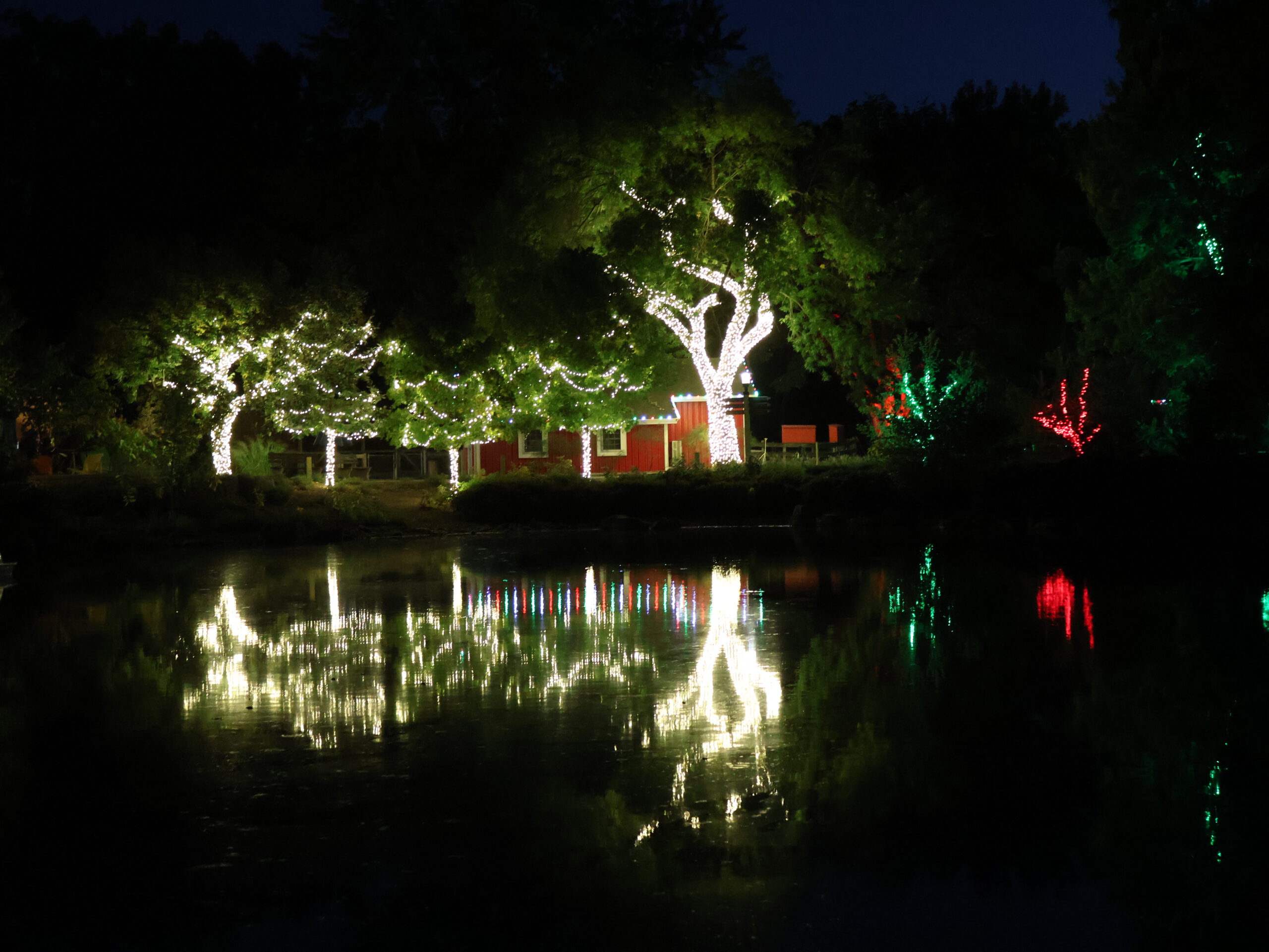 White Tree Lights White christmas lights wrapped around tree with reflection in pond.