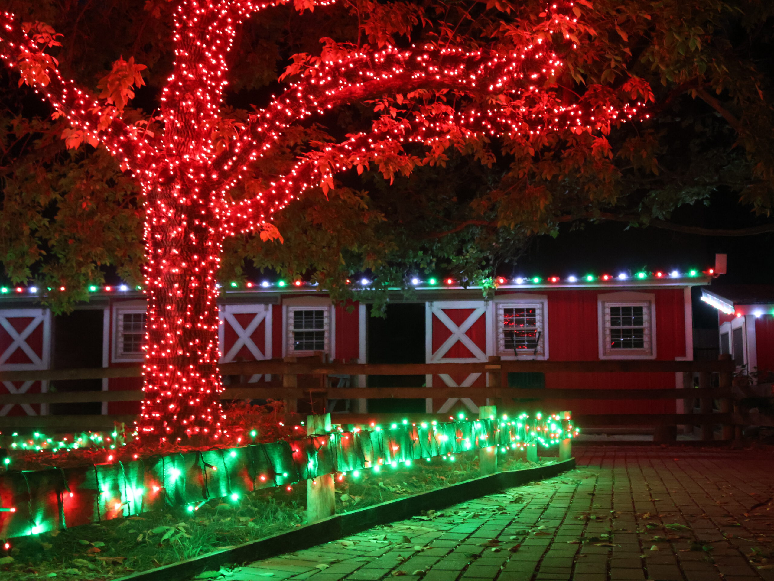 IMG 9220 red christmas lights wrapped around tree with red barn in the background