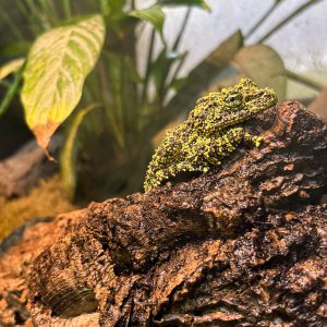 See Vietnamese Mossy Frog